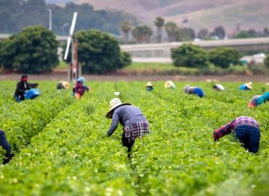 Farm Labor Project (1)